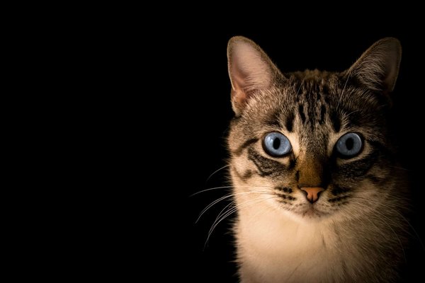 Comment prévenir l'hyperactivité nocturne chez un chat de race Ojos Azules?