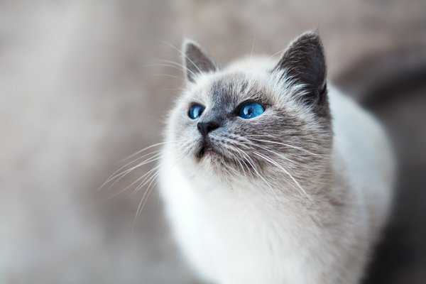 Quelle est la meilleure approche pour le brossage d'un chat de race Turkish Angora ayant une aversion pour le contact?