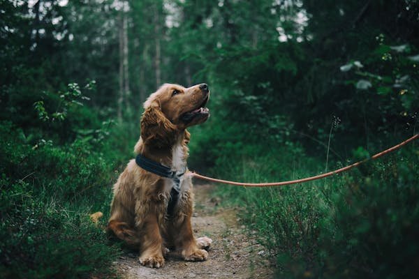Bois pour chien : santé dentaire et plaisir naturel